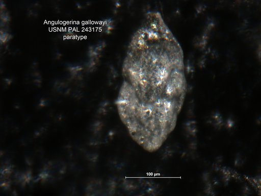 Angulogerina gallowayi Cole, 1927