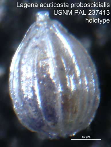 Lagena acuticosta proboscidialis Bandy, 1951