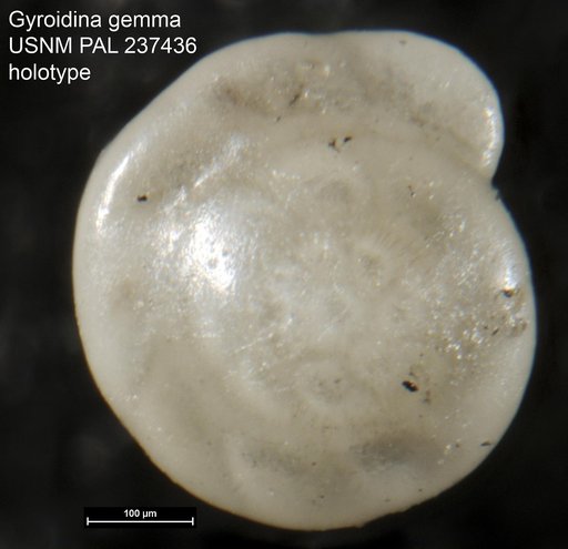 Gyroidina gemma Bandy, 1953