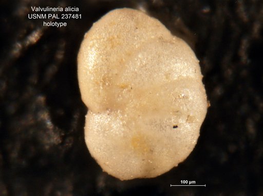 Valvulineria alicia Pierce, 1956