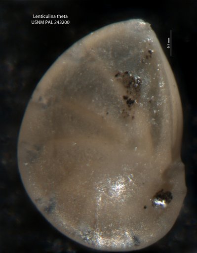 Lenticulina theta Cole, 1927