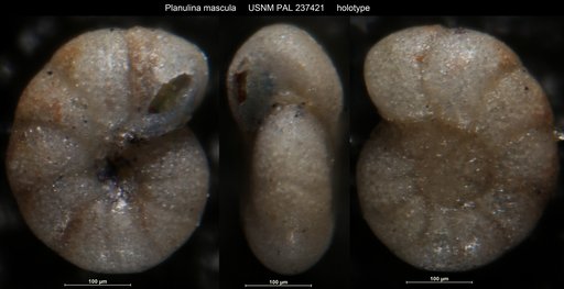 Planulina mascula Bandy, 1951