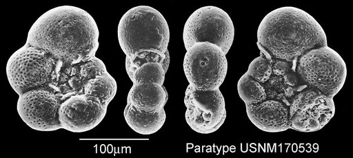 Globigerinelloides rosebudensis Smith & Pessagno, 1973