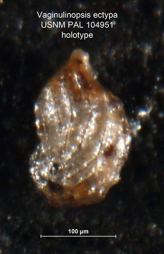 Vaginulinopsis ectypa Loeblich & Tappan, 1950