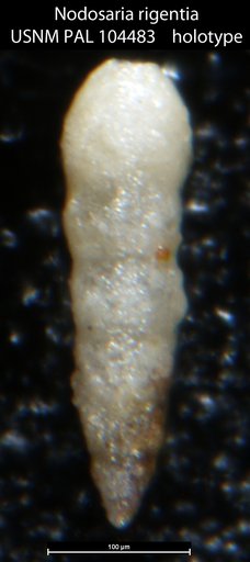 Nodosaria rigentia Loeblich & Tappan, 1949