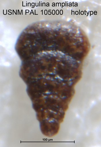 Lingulina ampliata Loeblich & Tappan, 1950