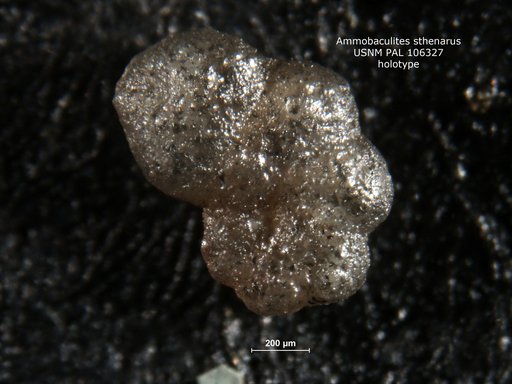 Ammobaculites sthenarus Tappan, 1951