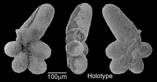 Clavatorella nicobarensis Srinivasan & Kennett, 1974