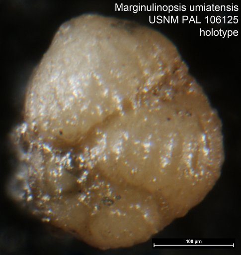 Marginulinopsis umiatensis Tappan, 1951