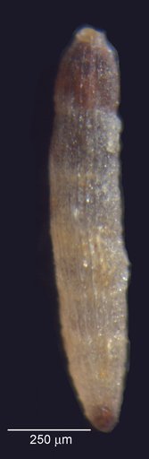 Dentalina polyholca Loeblich & Tappan, 1950
