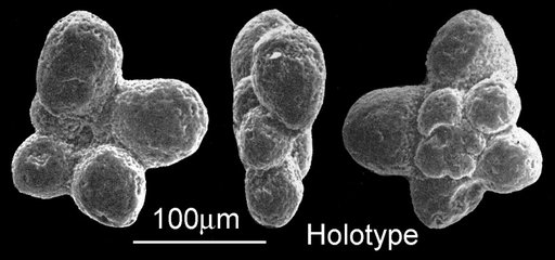 Hedbergella semielongata Longoria, 1974