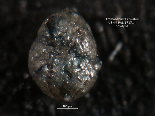 Ammobaculites ovatus Bolin, 1956
