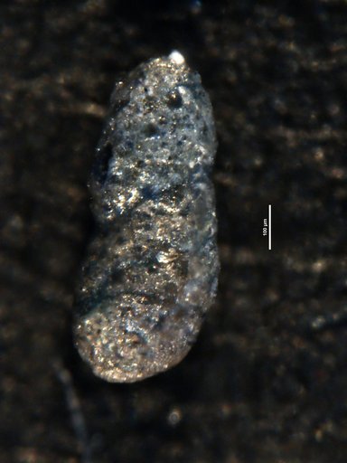 Ammobaculites elongatus Bolin, 1956