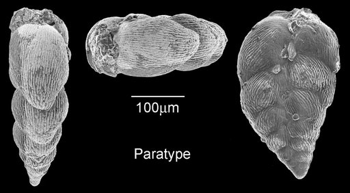 Pseudoguembelina costellifera Masters, 1976