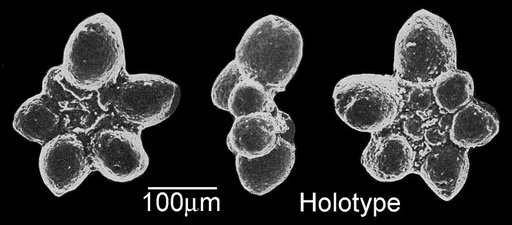 Hedbergella bollii Longoria, 1974