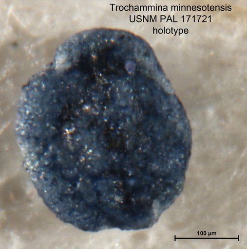 Trochammina minnesotensis Bolin, 1956