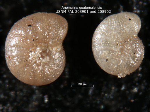 Anomalina guatemalensis Bermudez, 1963