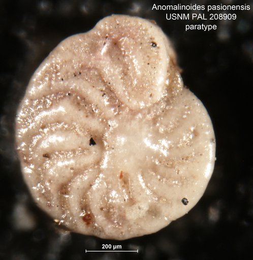 Anomalinoides pasionensis Bermúdez, 1963