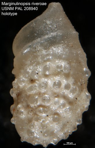 Marginulinopsis riveroae Bermúdez, 1963