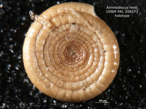 Ammodiscus reesi Leroy in Leroy & Hodgkinson, 1975
