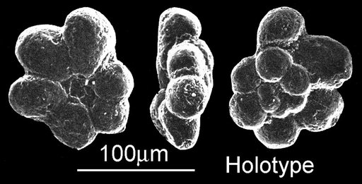 Hedbergella labocaensis Longoria, 1974