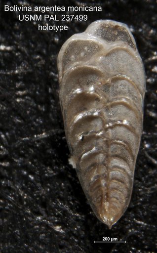 Bolivina argentea monicana Zalesny, 1959
