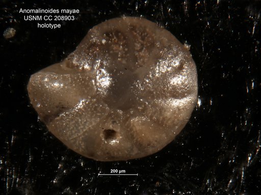 Anomalinoides mayae Bermúdez, 1963