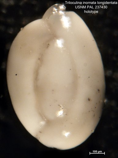 Triloculina inornata longidentata Bandy, 1953