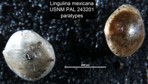 Lingulina mexicana Cole, 1927