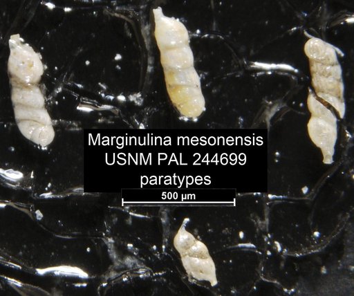 Marginulina mesonensis Cole & Gillespie, 1930