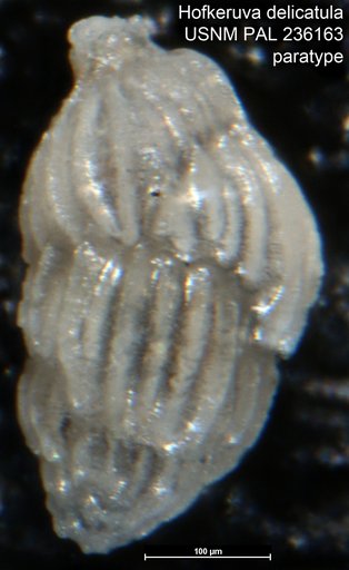Hofkeruva delicatula Vella, 1961