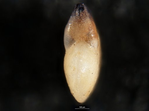 Robulus modestus Bandy, 1951