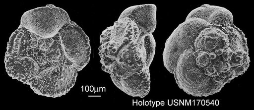 Globotruncana navarroensis Smith & Pessagno, 1973