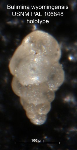 Bulimina wyomingensis Fox, 1954