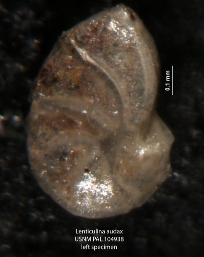 Lenticulina audax Loeblich & Tappan, 1950