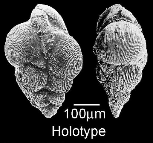 Pseudoguembelina polypleura Masters, 1976