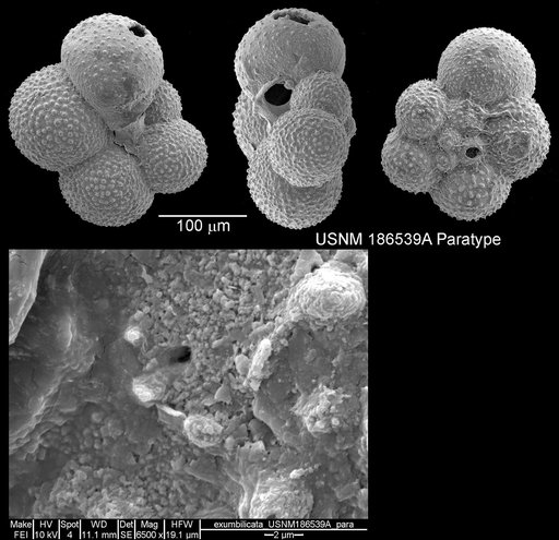 Globigerina exumbilicata Herman, 1974