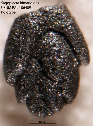 Sagoplecta himatioides Tappan, 1951