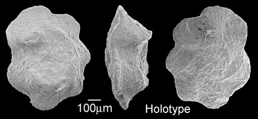 Globotruncana (Globotruncana) subspinosa Pessagno, 1960