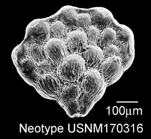 Planoglobulina acervulinoides (Egger, 1900)
