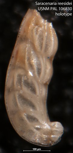 Saracenaria reesidei Fox, 1954