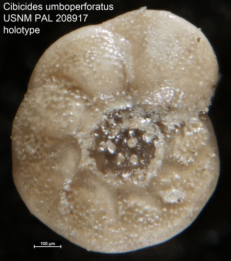 Cibicides umboperforatus Bermúdez, 1963