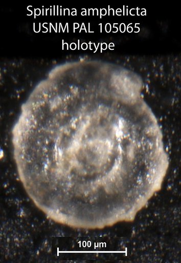 Spirillina amphelicta Loeblich & Tappan, 1950
