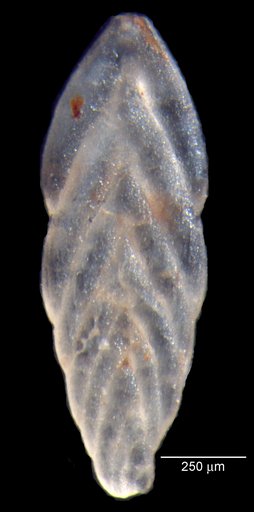 Citharinella compara Loeblich & Tappan, 1950