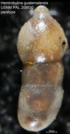 Hemirobulina guatemalensis Bermúdez, 1963