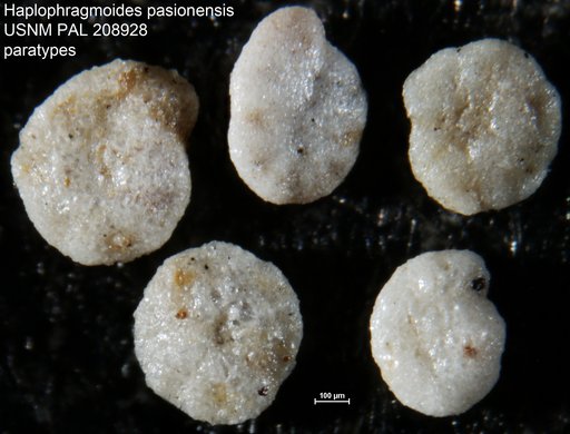 Haplophragmoides pasionensis Bermúdez, 1963