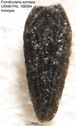 Frondicularia acmaea Tappan Loeblich, 1951