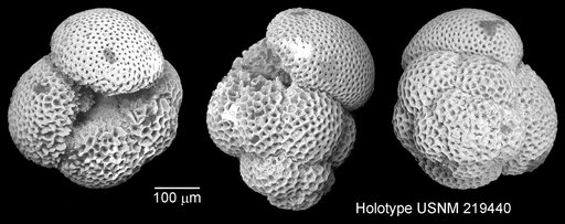 Globoquadrina altispira conica Brönnimann & Resig, 1971