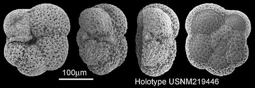 Globorotalia (Turborotalia) planispira Brönnimann & Resig, 1971