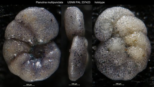 Planulina multipunctata Bandy, 1951
